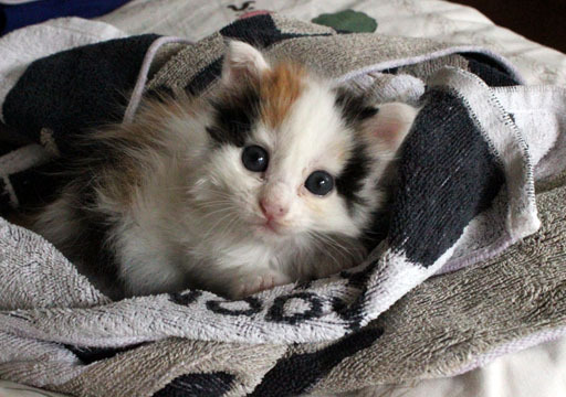 ぶんちんのブログ