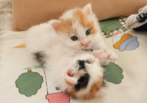 ぶんちんのブログ