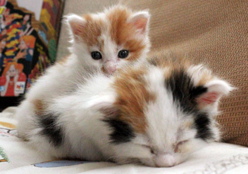 ぶんちんのブログ