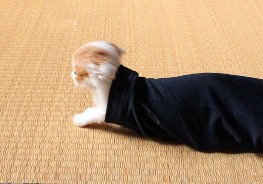 ぶんちんのブログ