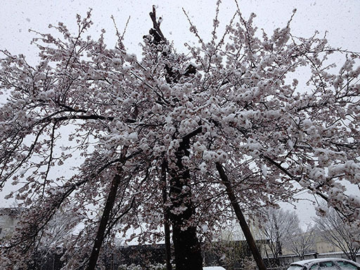 ぶんちんのブログ